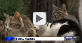 citytv-newreport-nov10-16