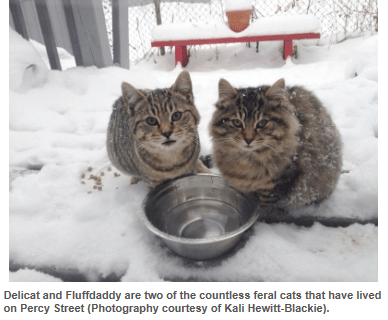 SheridanSun article about Kali's colony Dec2014