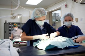 TSC SpayNeuter 2