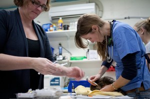 TSC SpayNeuter 4