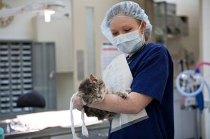 TSC SpayNeuter 5