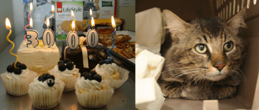 3000th Cat