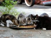 feedingferalcats