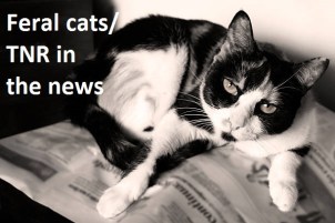 Black and white domestic cat resting above a newspaper.